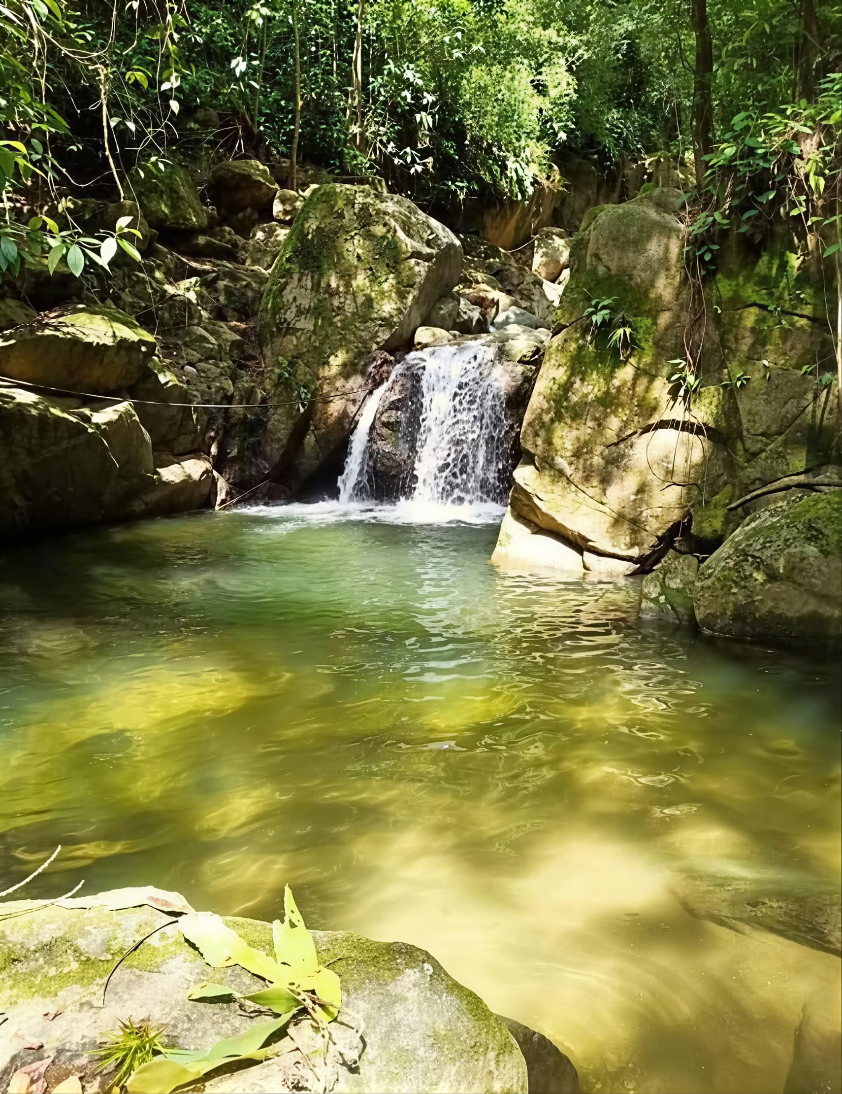Helig ayahuasca-retreat i Santa Marta, Colombia