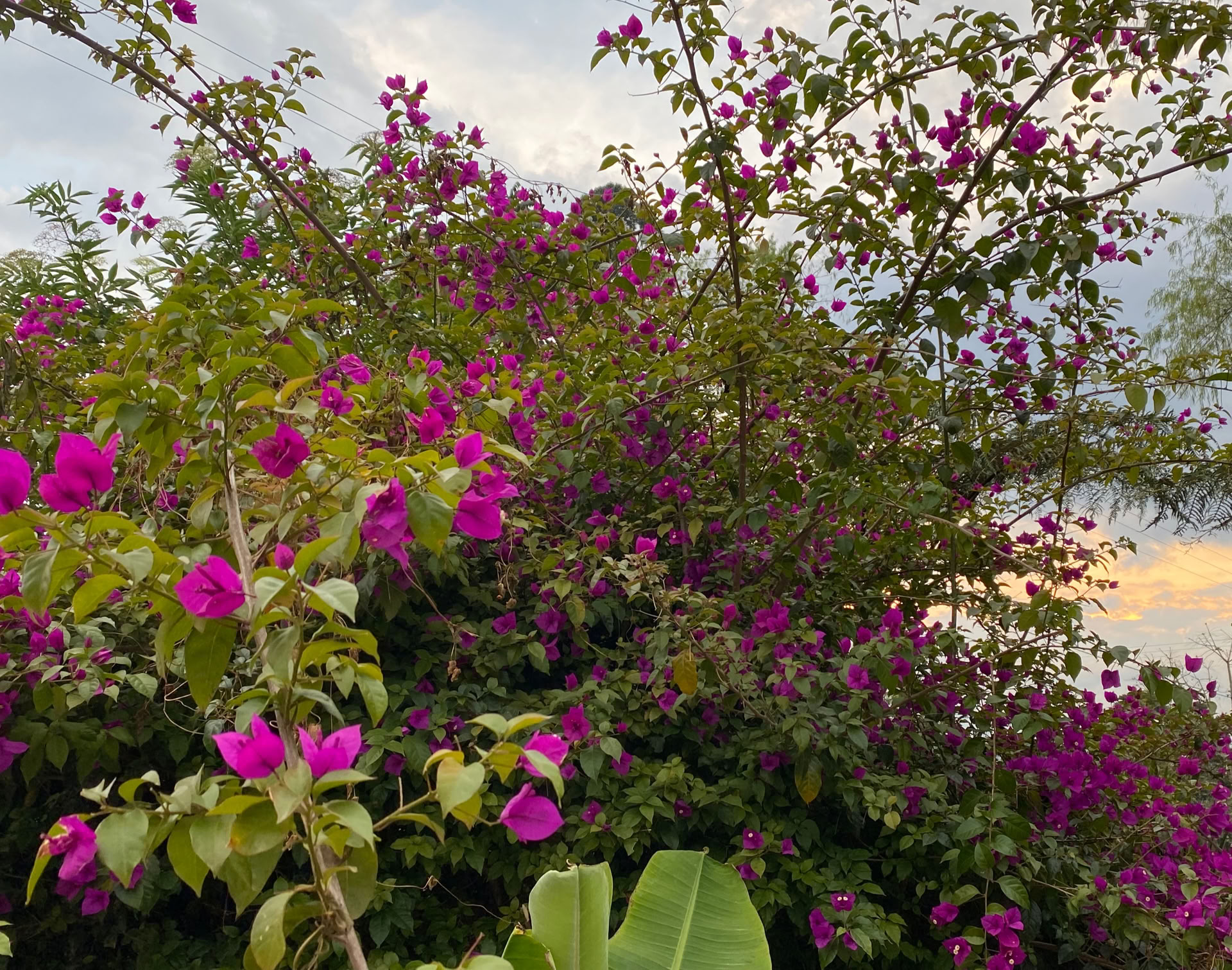 Helig ayahuasca-retreat i Santa Marta, Colombia