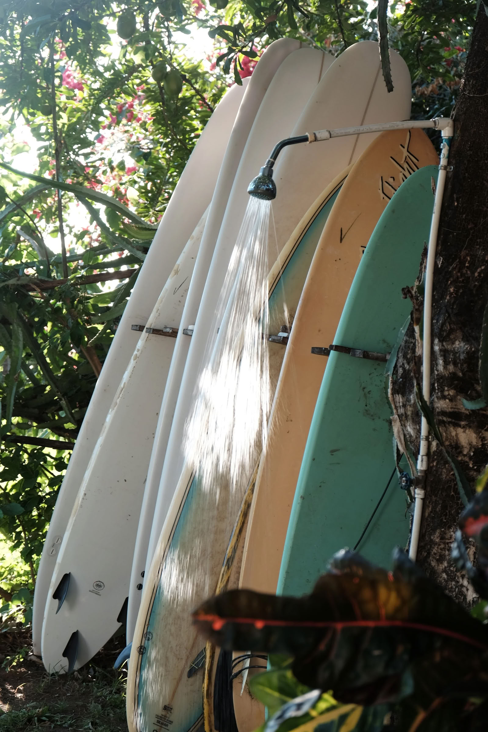 Vild yogaretreat i Nicaragua
