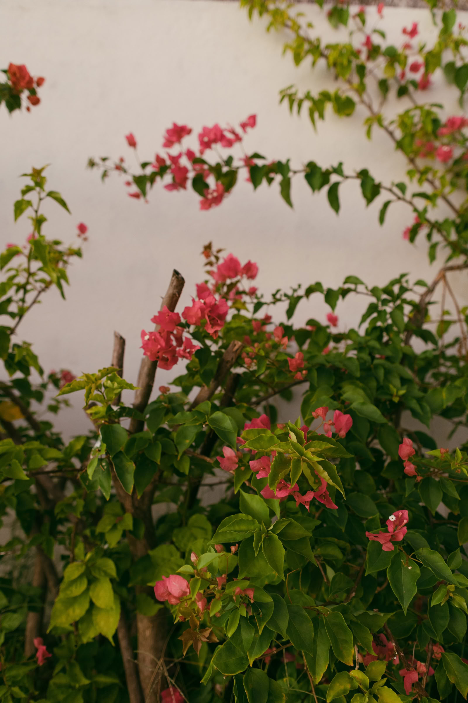 Vild yogaretreat i Nicaragua