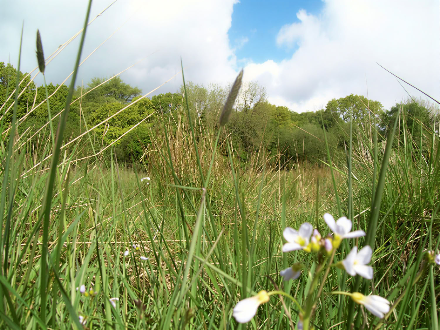Tystnad och lugn: Vipassana-retreat