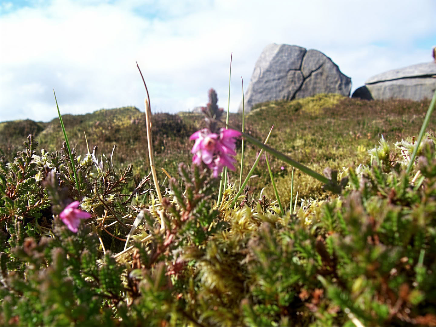 Tystnad och lugn: Vipassana-retreat