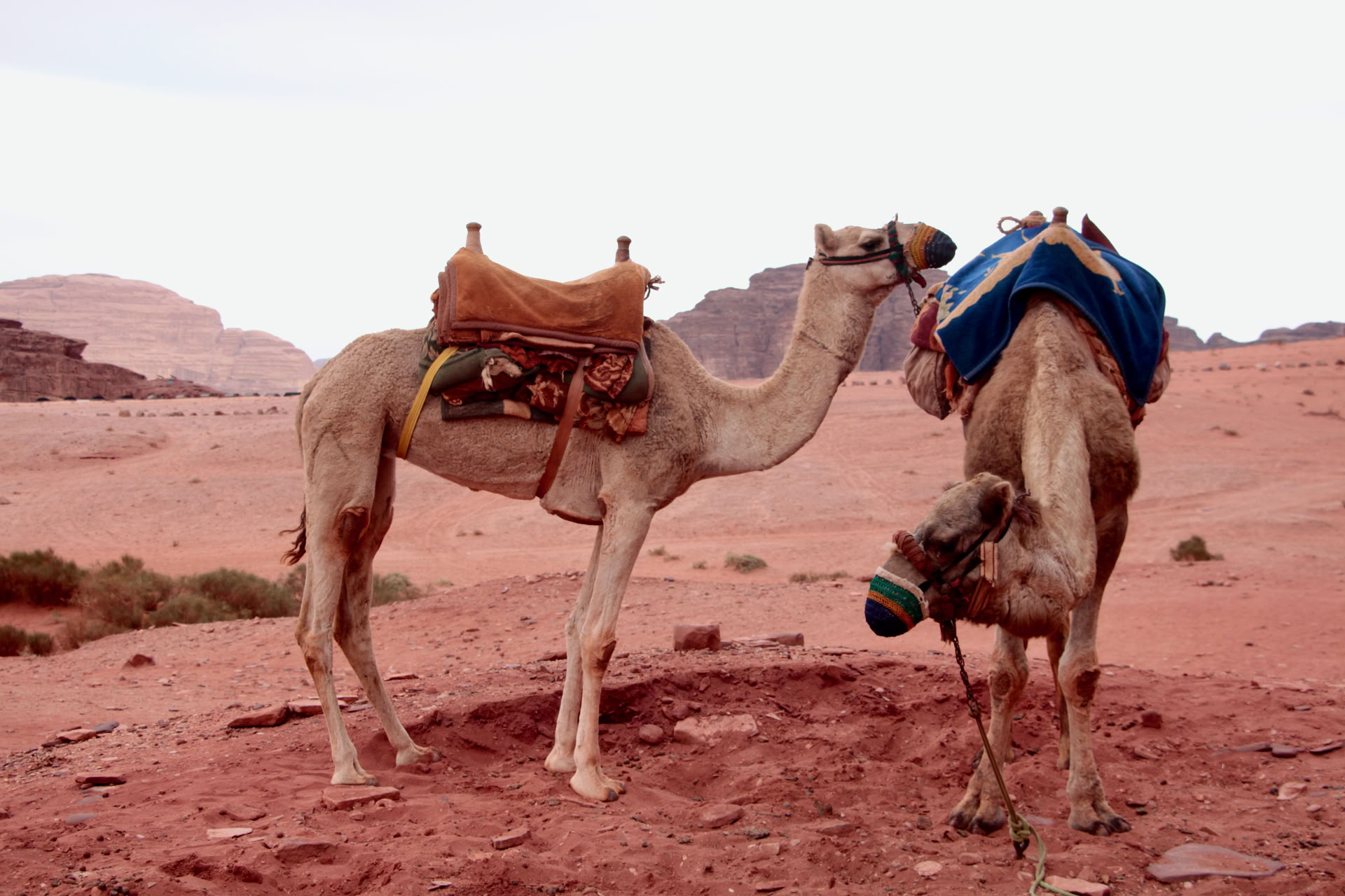 Kameltrekking i Wadi Rum