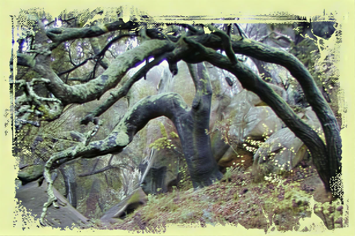 Fristad - Personligt meditationsretreat
