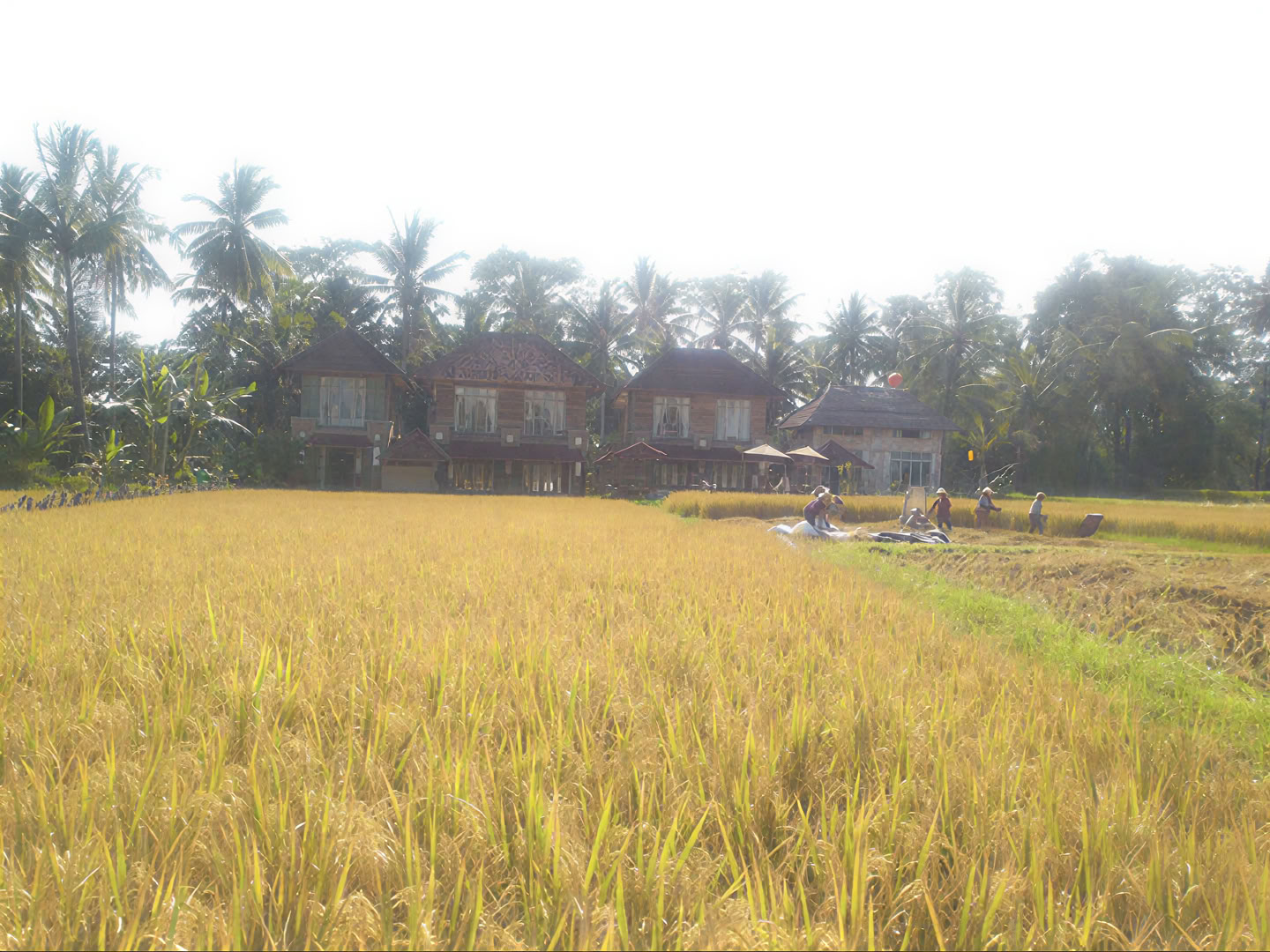 Oförglömlig 7-dagars yogaretreat på Firefly Retreat Bali