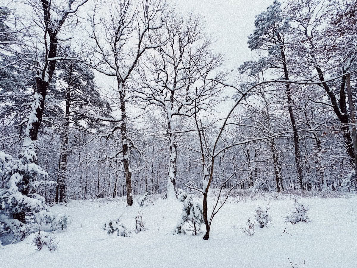 ForREST Retreat: Vinterdvalahelg — Wild Nature Retreats