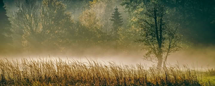 ForREST Retreat: Höstlig jordningshelg — Wild Nature Retreats