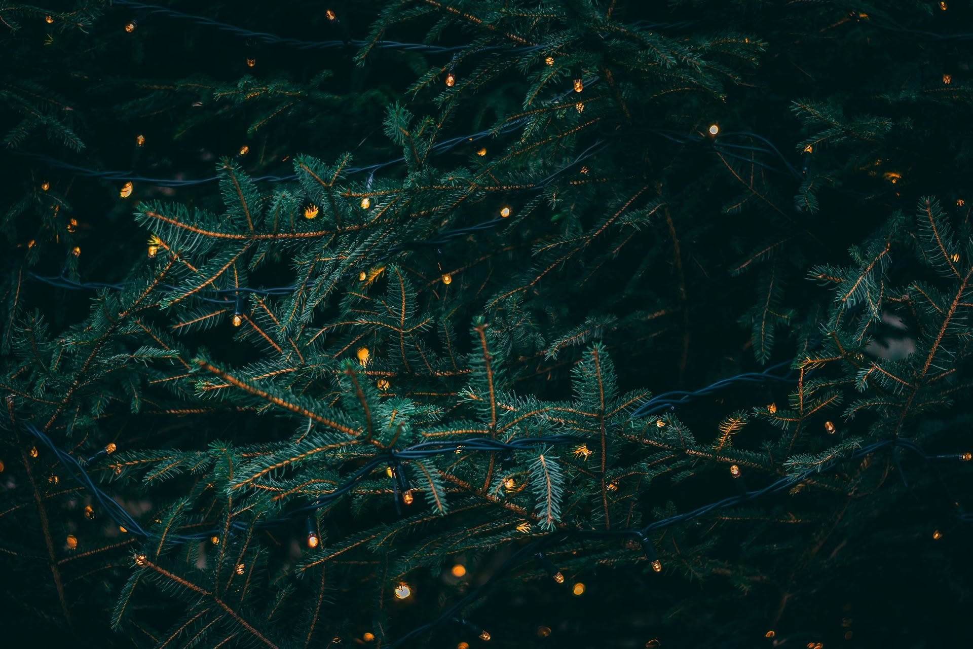 Vintersolståndsretreat – 19–20 december, värd av Wild Nature med Erin Moe — Wild Nature Retreats
