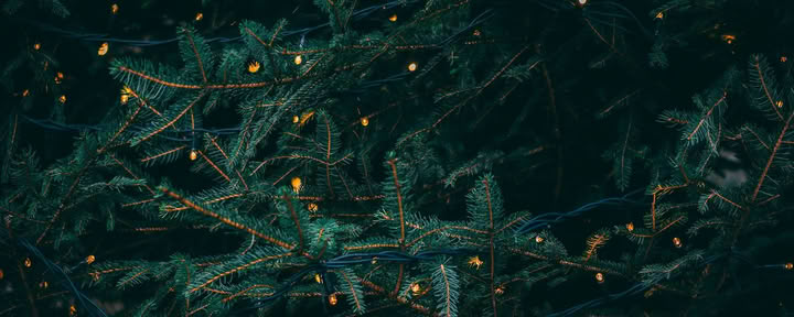 Vintersolståndsretreat – 19–20 december, värd av Wild Nature med Erin Moe — Wild Nature Retreats