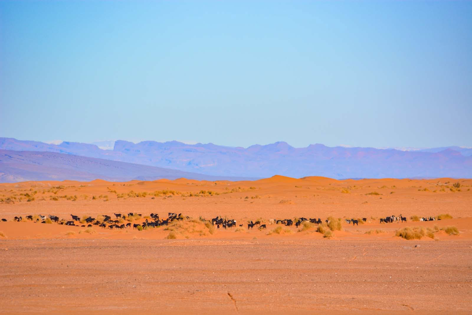 8 dagars resa från Marrakesh till öknen via Merzouga