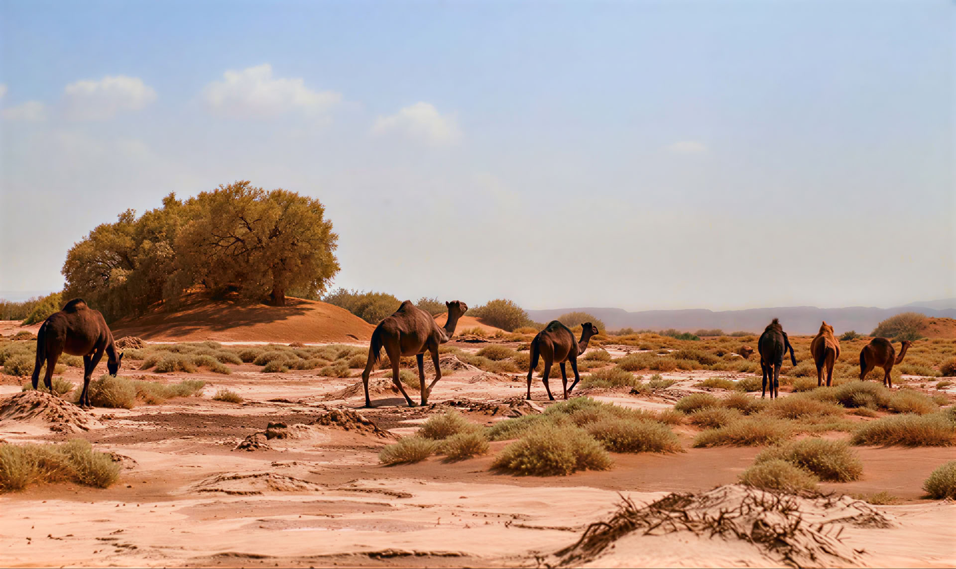 4 dagars rundresa från Casablanca till Marrakesh via öknen