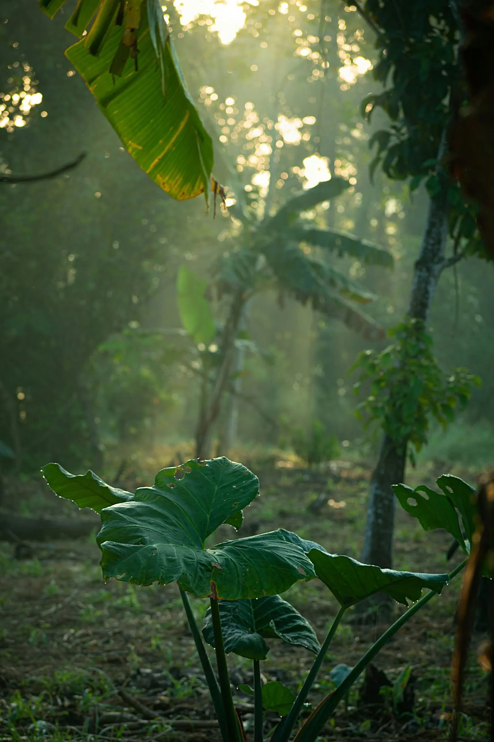 Sri Lanka-dagsretreat
