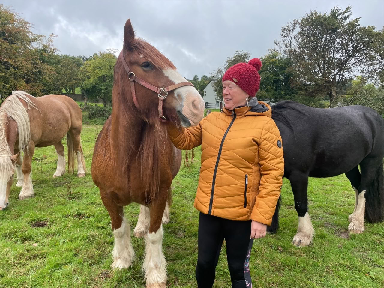 Att kliva in i partnerskapet med hästarna