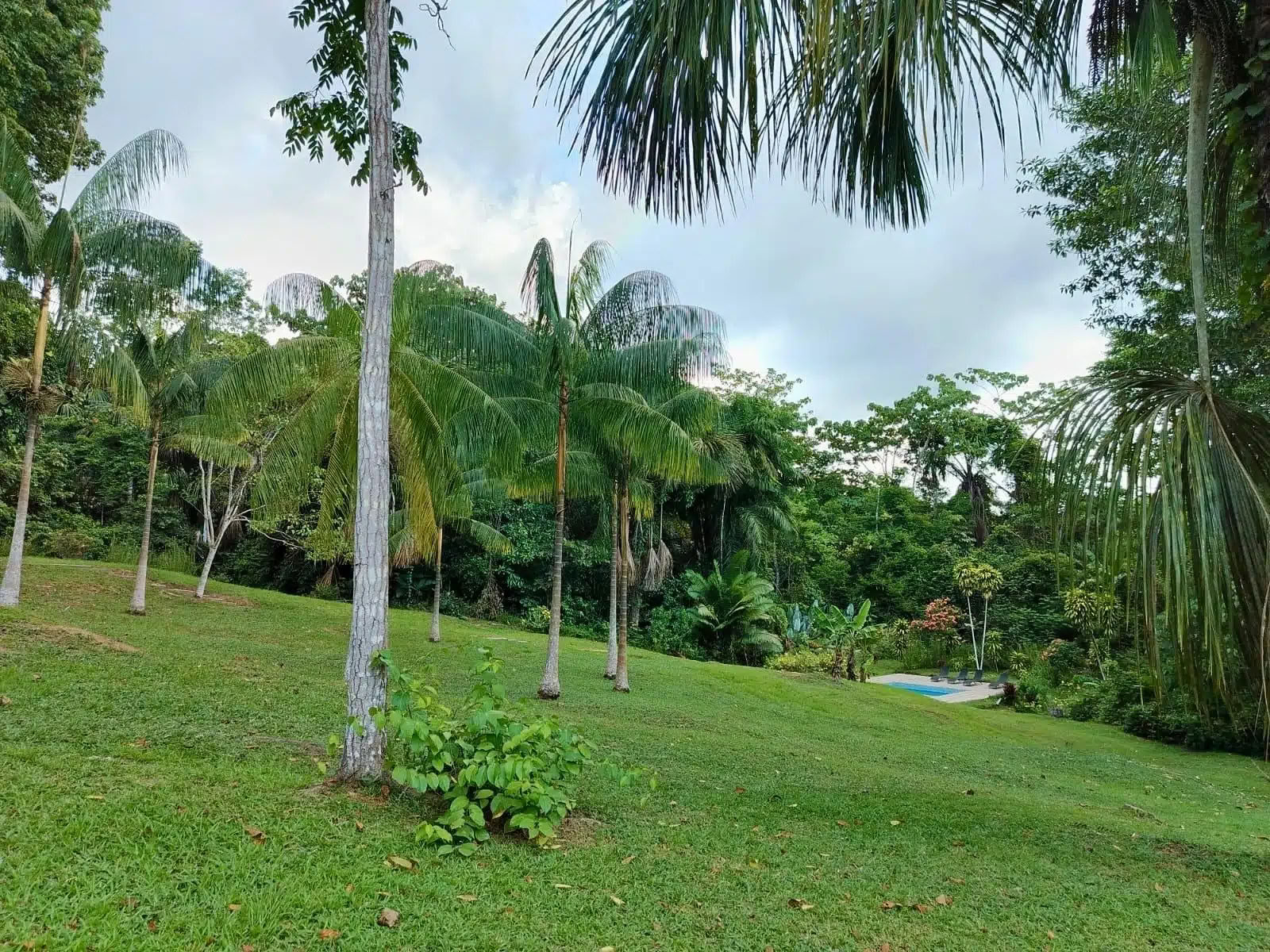 5 dagars ayahuasca- och San Pedro-retreat