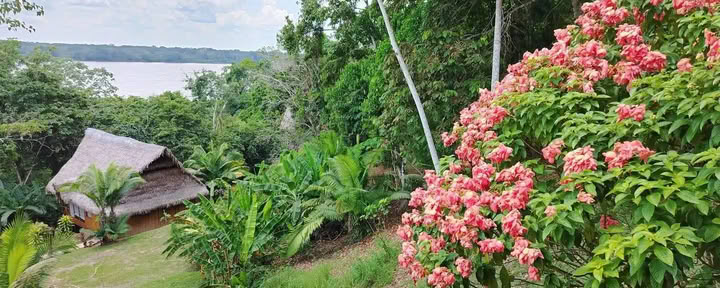 5 dagars ayahuasca- och San Pedro-retreat