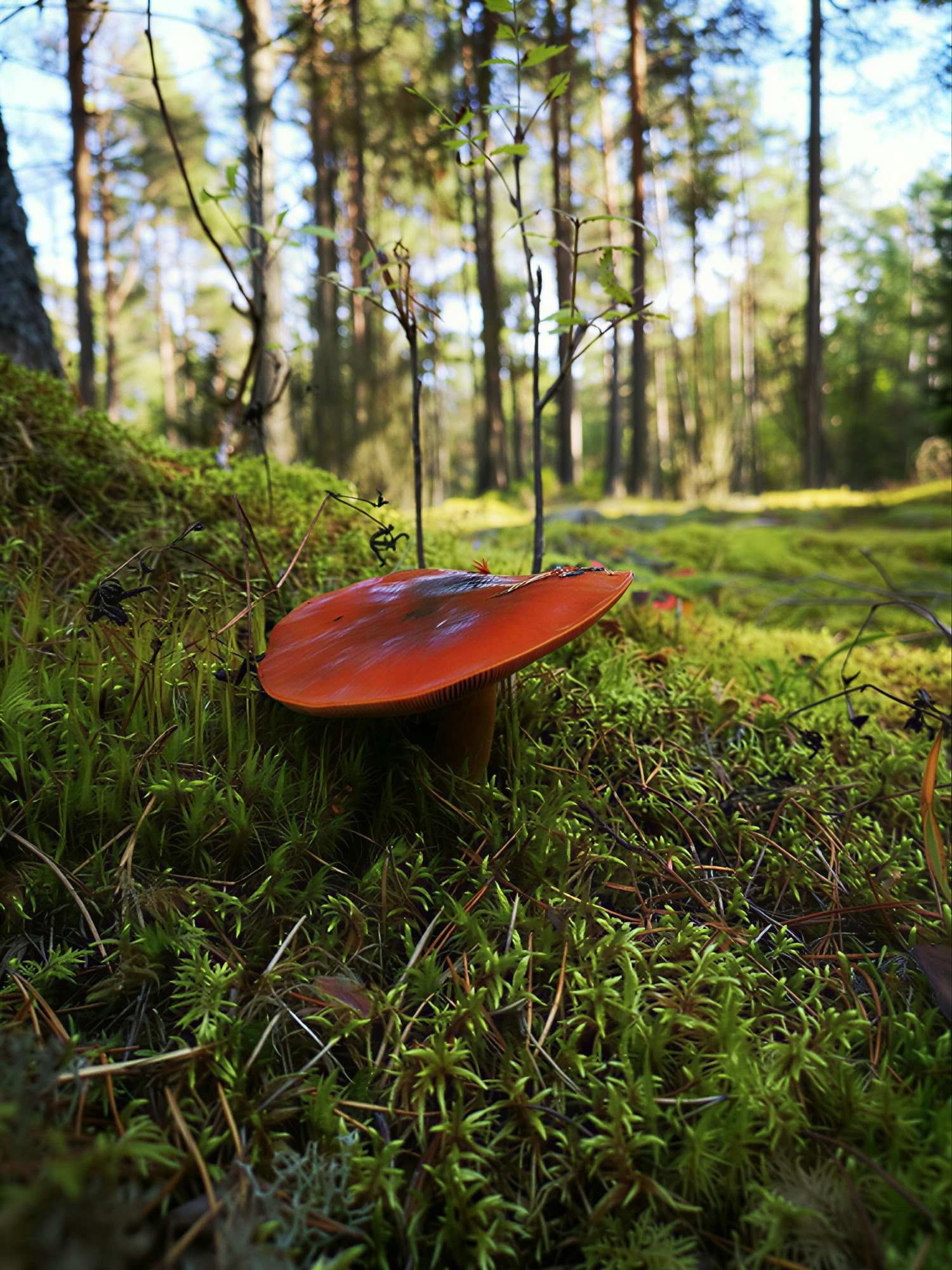 Andlig naturretreat för att släppa vanor