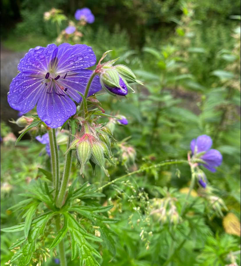 1–4 juni deposition för mindfulnessretreat