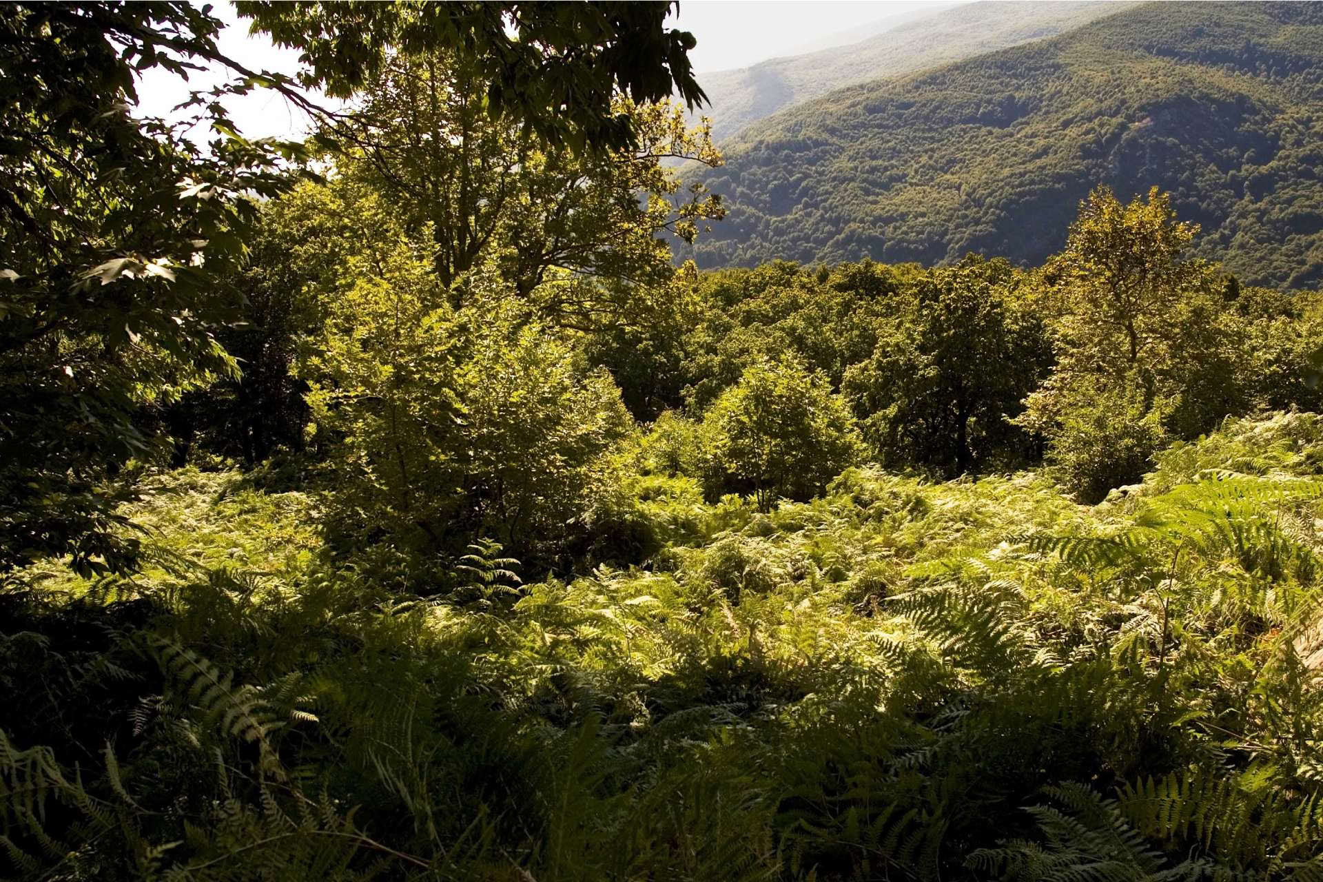 Upplev elementens retreat i Pelion september 2026