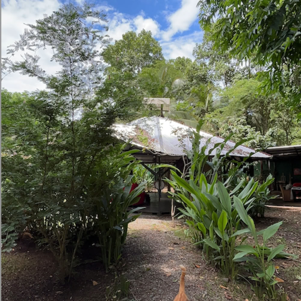 Hemfridens ayahuascaretreat – 18–25 juli