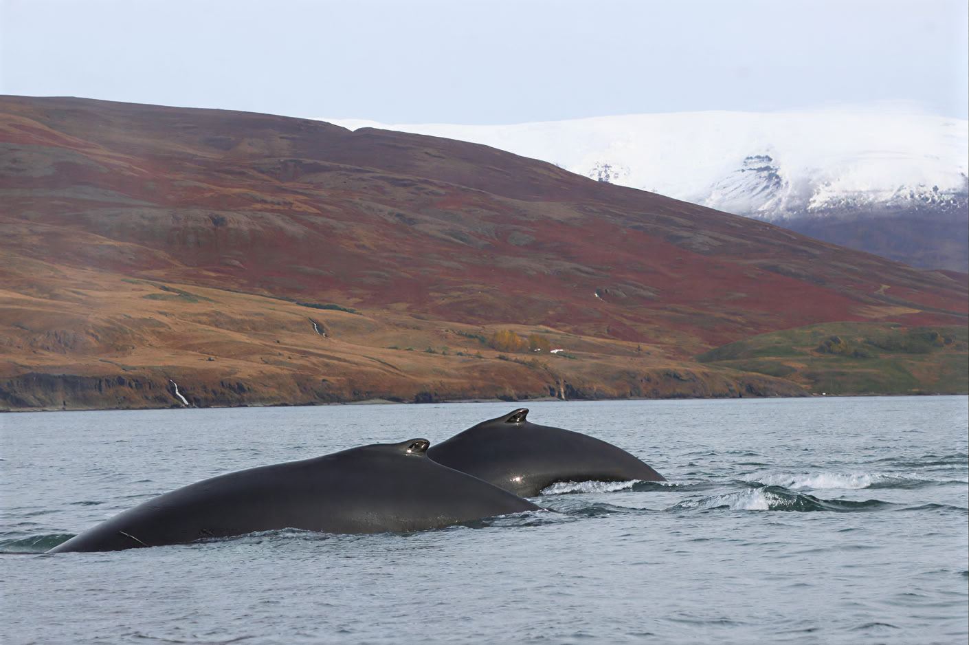 Valskådning i Akureyri