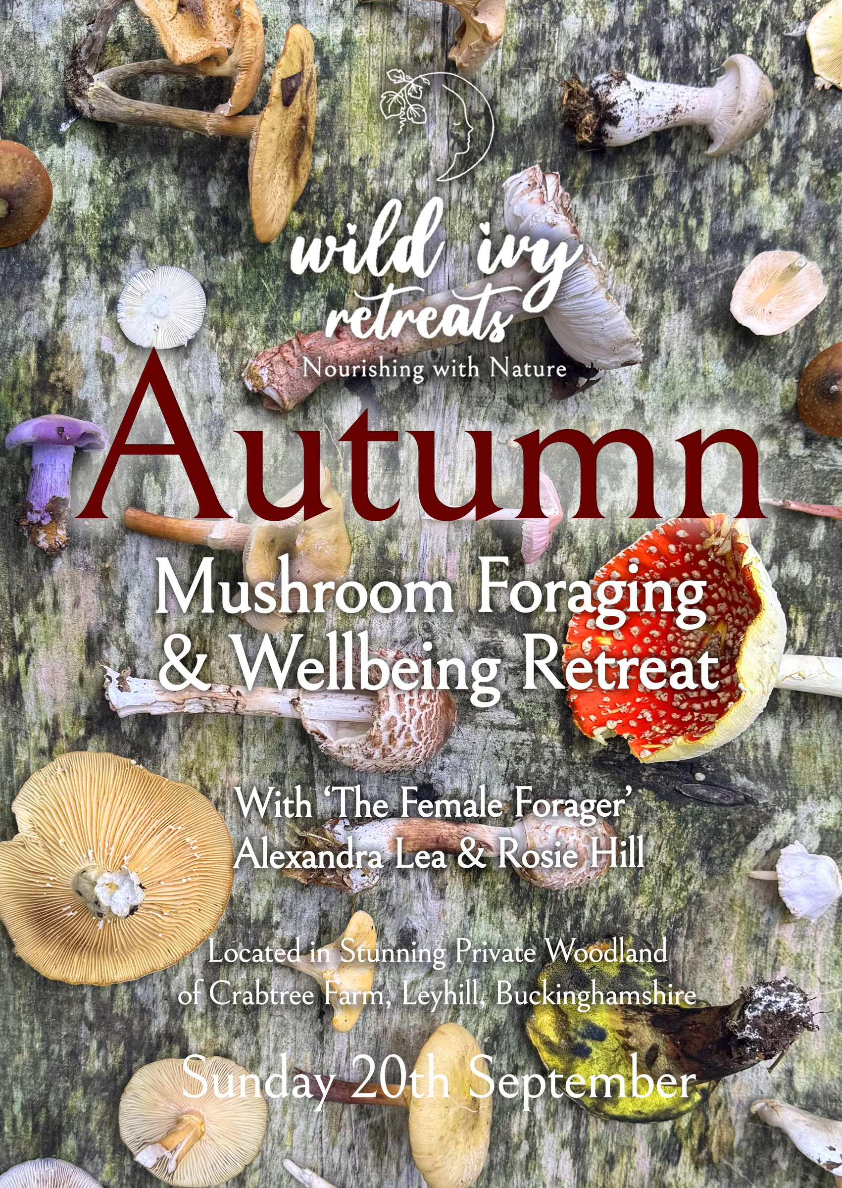 Höstlig svampplockningsmorgon