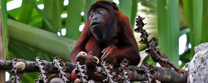 Manu nationalpark