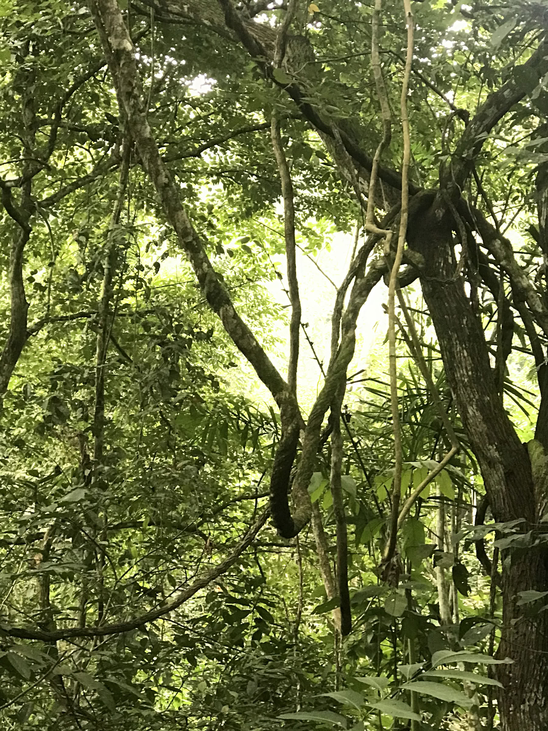 Ayahuasca-helgretreat