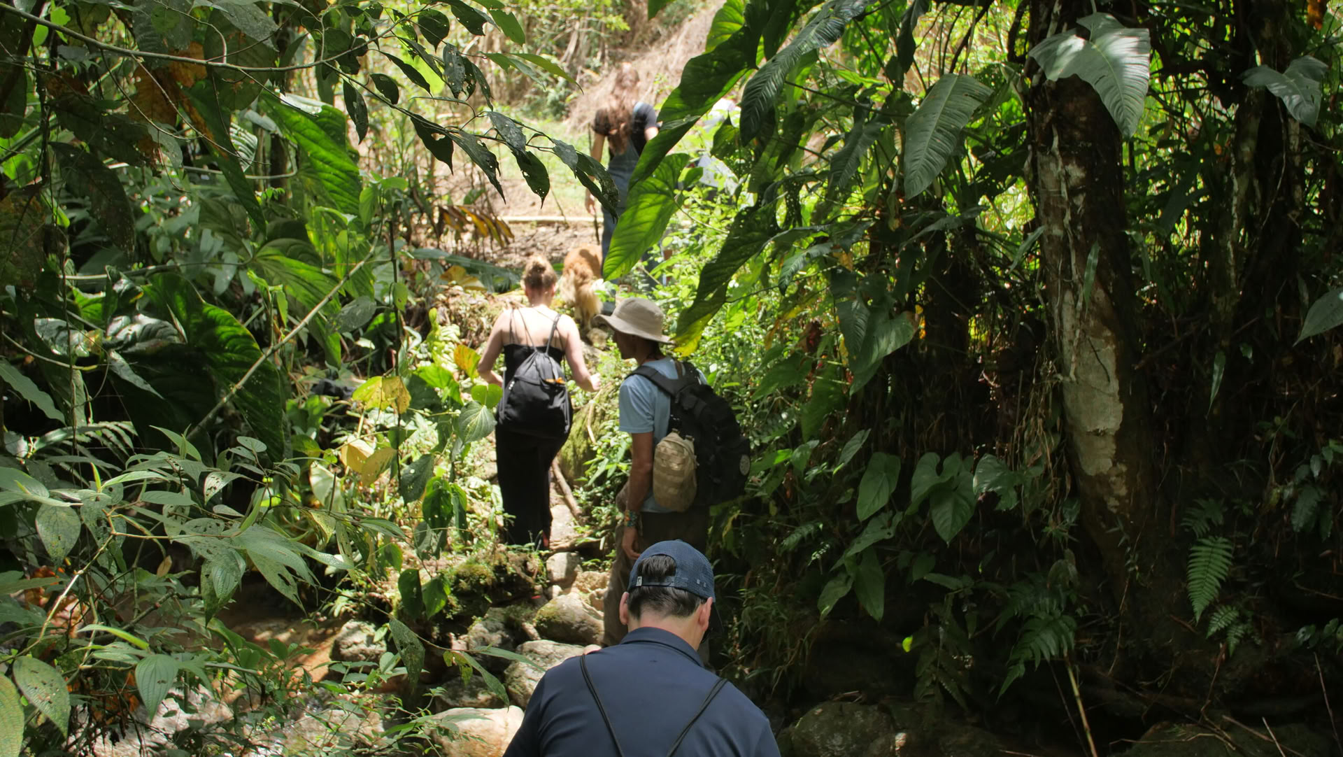 Ayahuasca- och somatisk resa