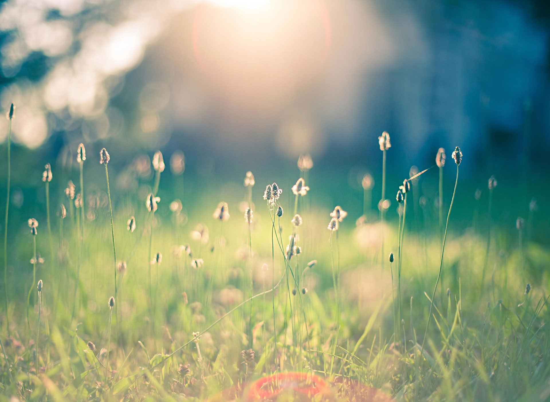 Den stärkta empaten