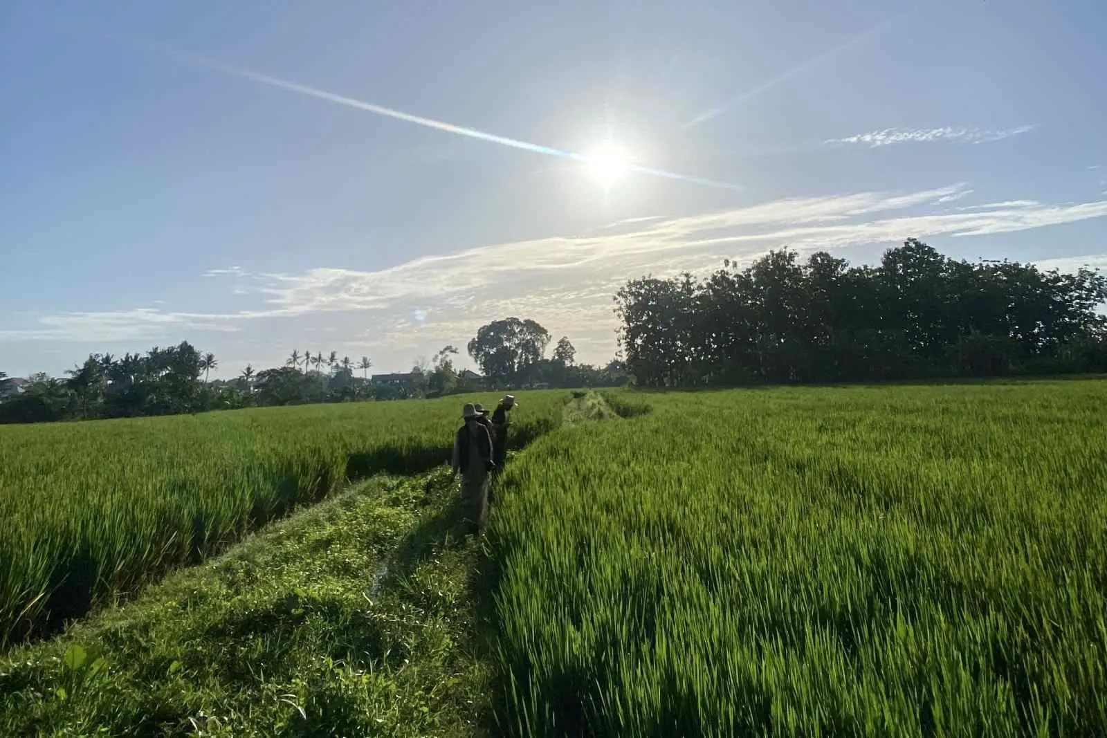 Gratis morgonpromenad