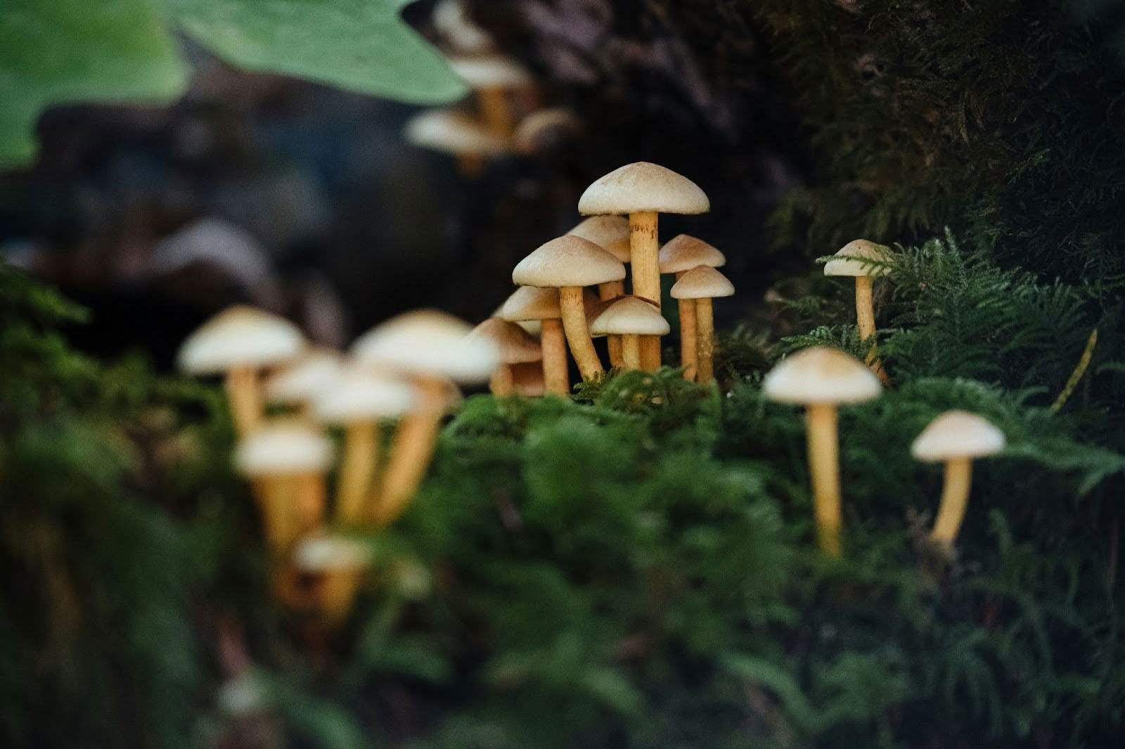 Energetisk återerövring | 8-dagars psilocybin- och kakaoinfördjupning för kvinnor