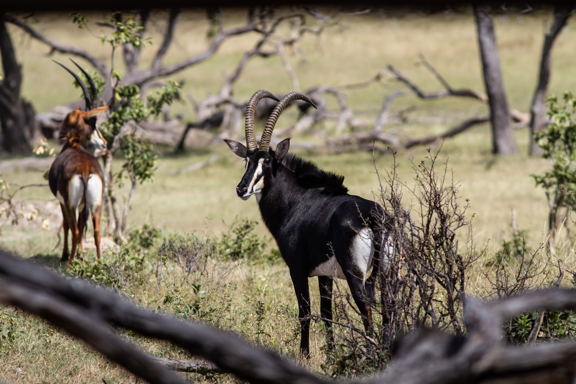 Hälsa och välmående-safari
