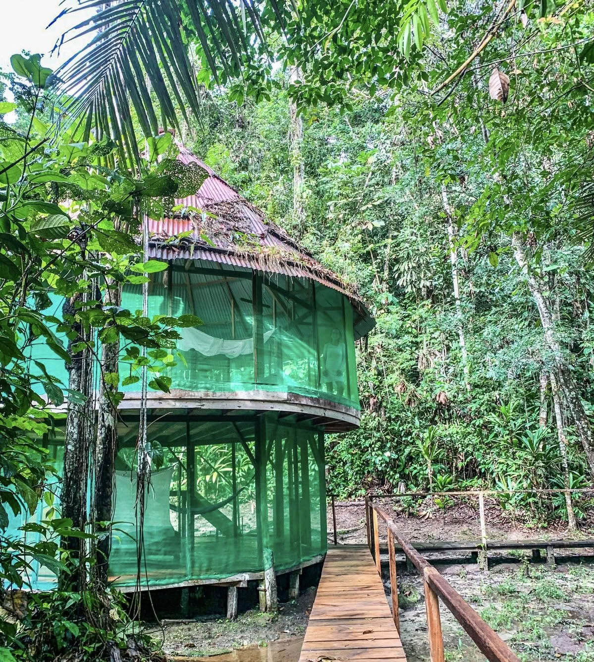 Ayahuasca augusti 2026 förnyelseretreat (12 dagar)