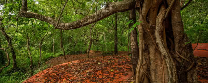 Saundarya Yoga-retreat