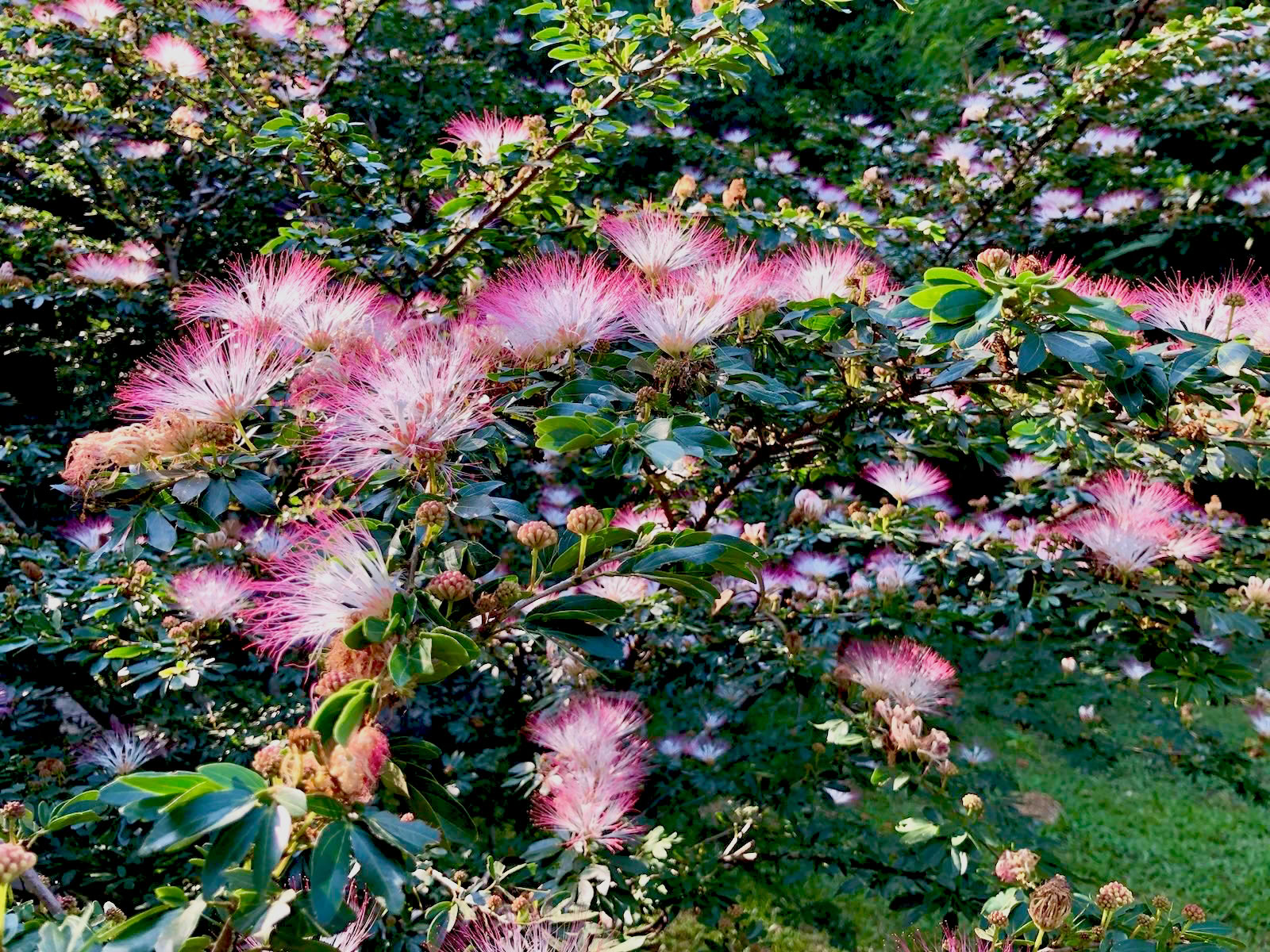 15-dagars mästerplantdieta