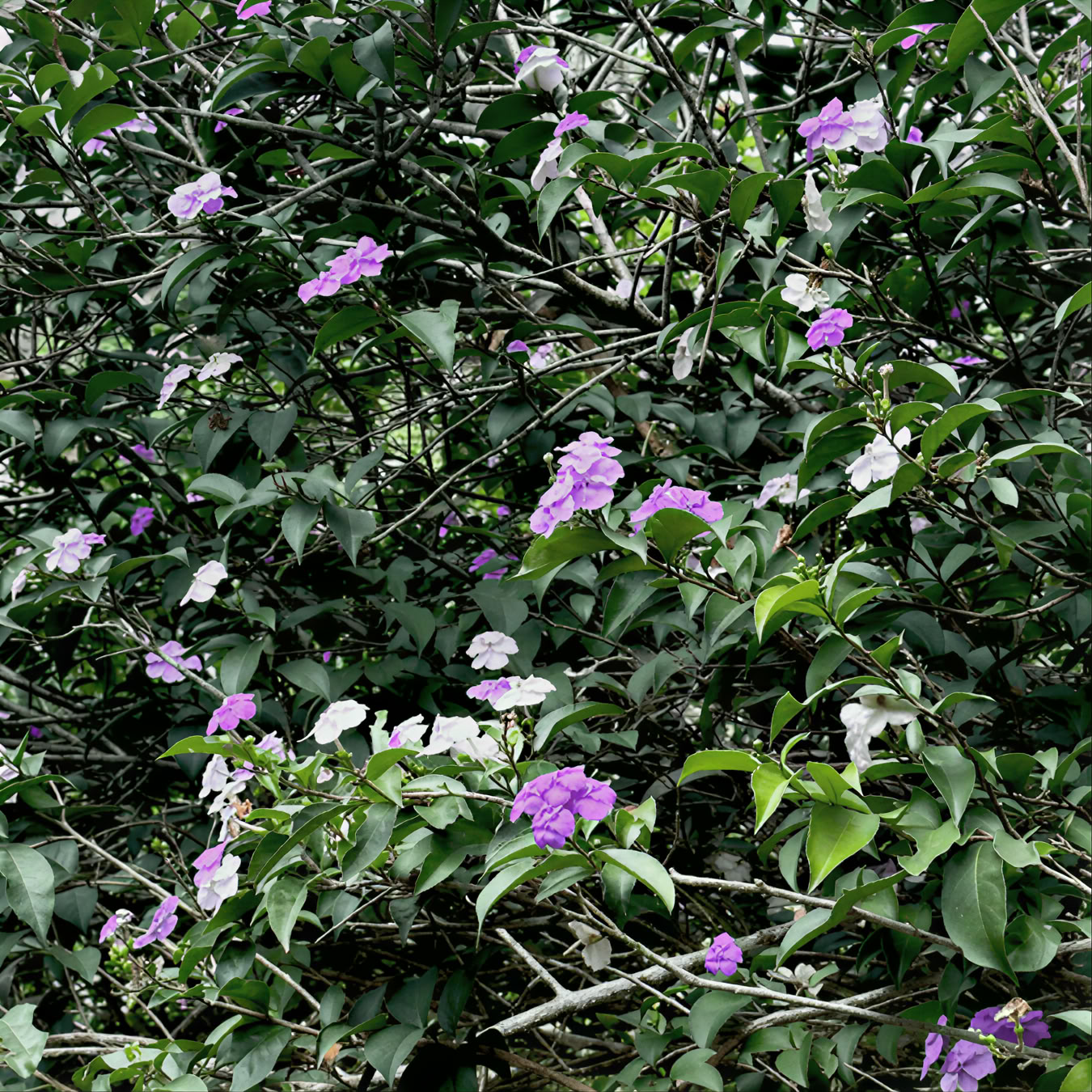 15-dagars mästerplantdieta