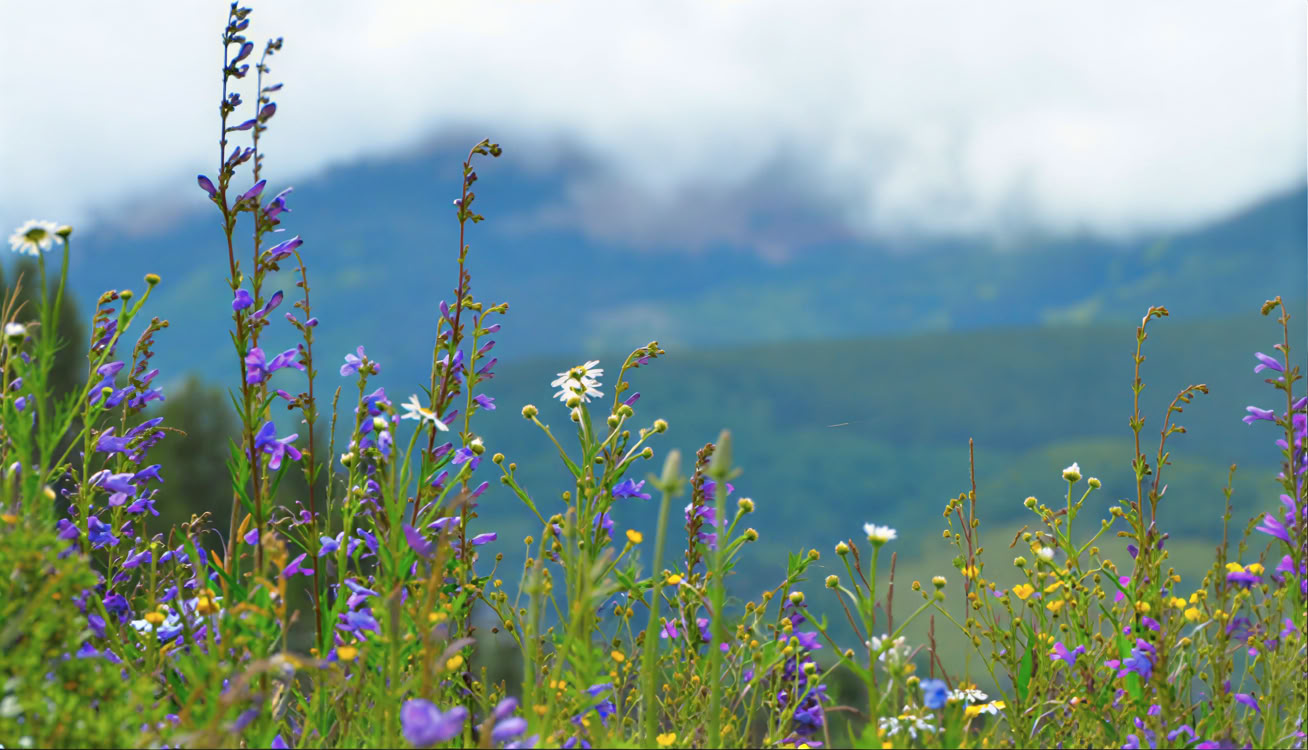 Att sitta i skönhet: en 5-dagars tyst meditationsretreat