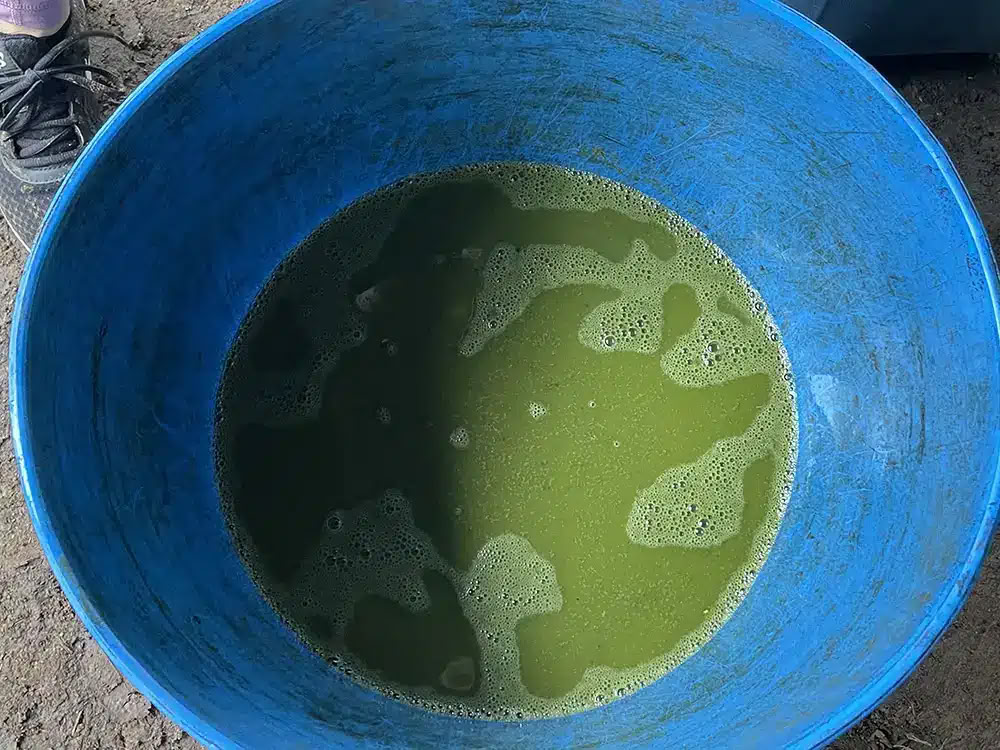 Ayahuasca-retreat med medicinmakaren Taita Miguel