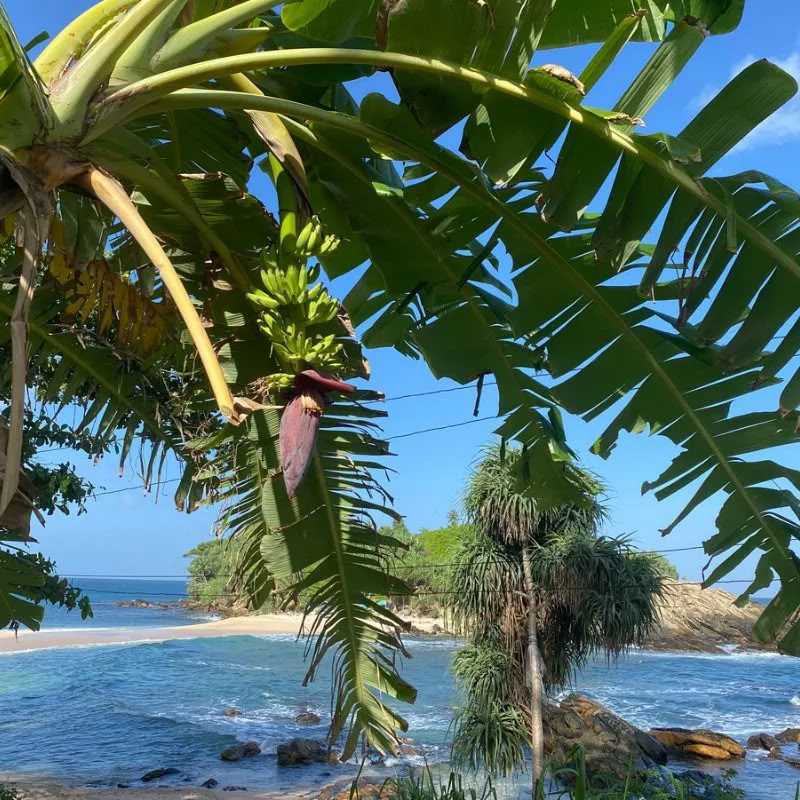 Retreat på Sri Lanka – april 2027