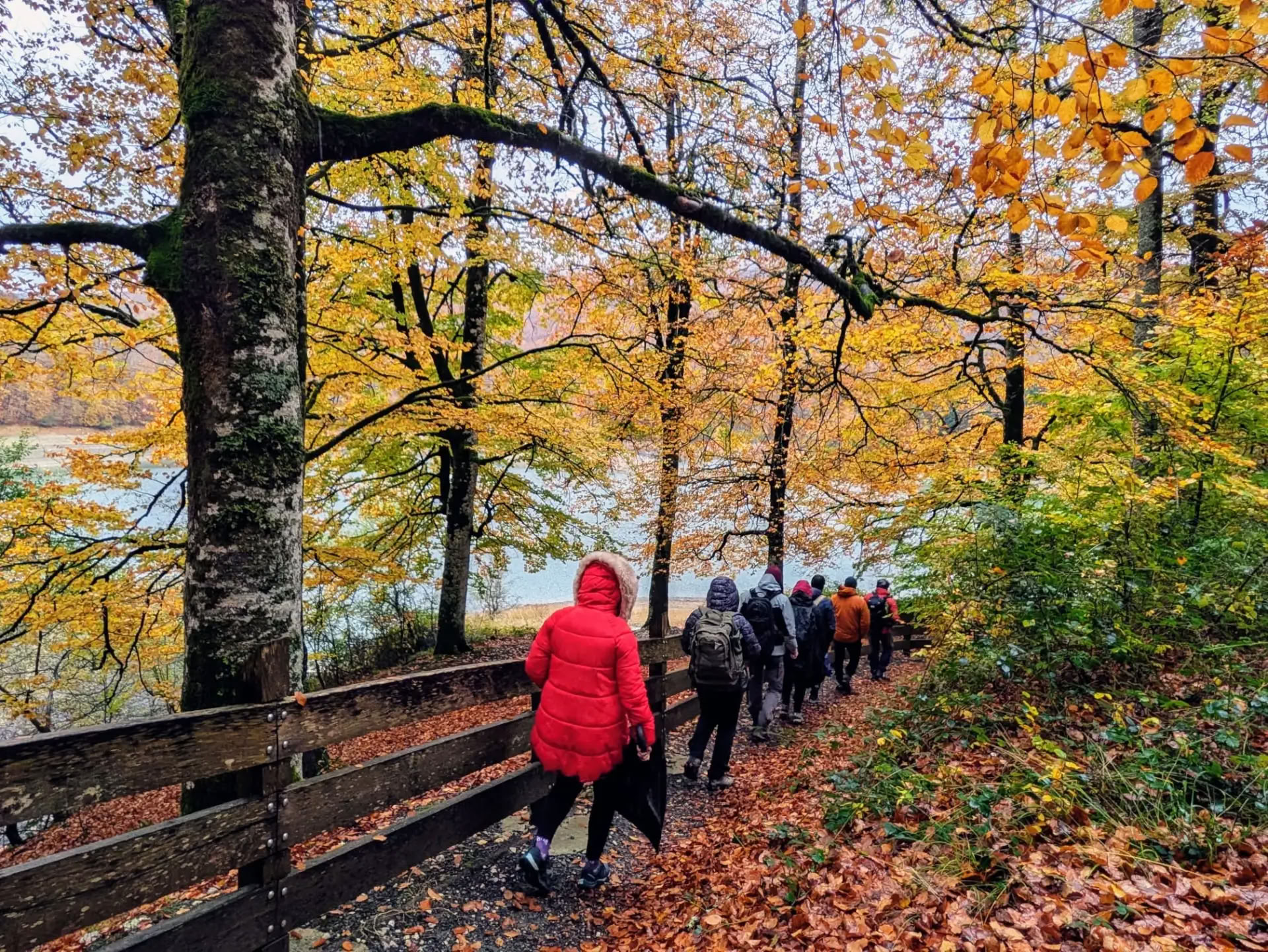 Skogsbad (Shinrin Yoku) och yogaretreat