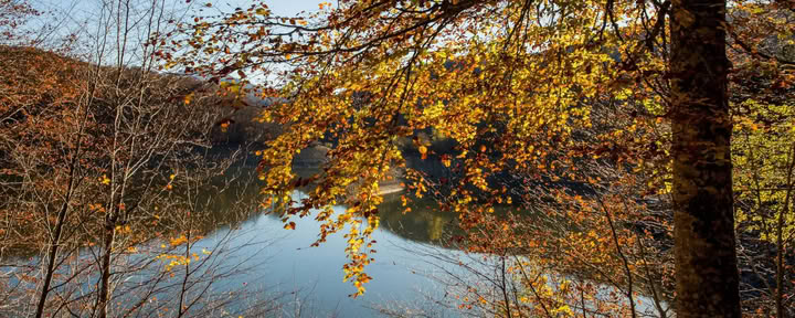 Skogsbad (Shinrin Yoku) och yogaretreat