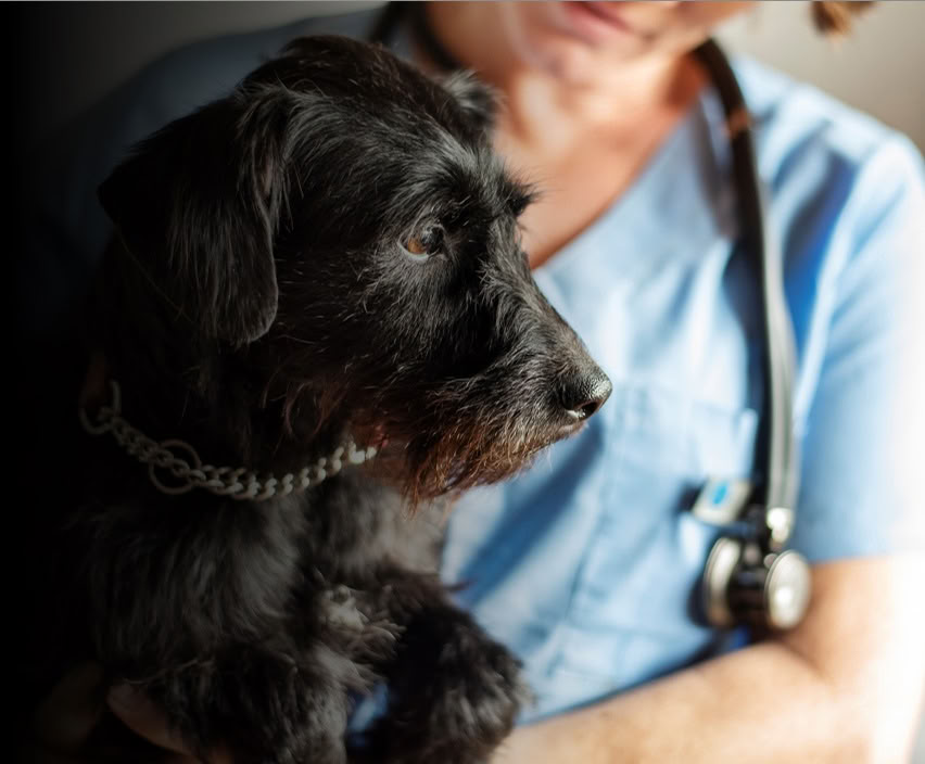 Veterinär välmåend- och ledarskapsretreat med stigande tidvatten