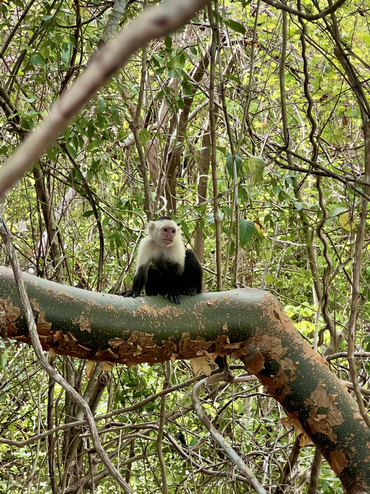 Natur- och rymdäventyrsretreat – Costa Rica
