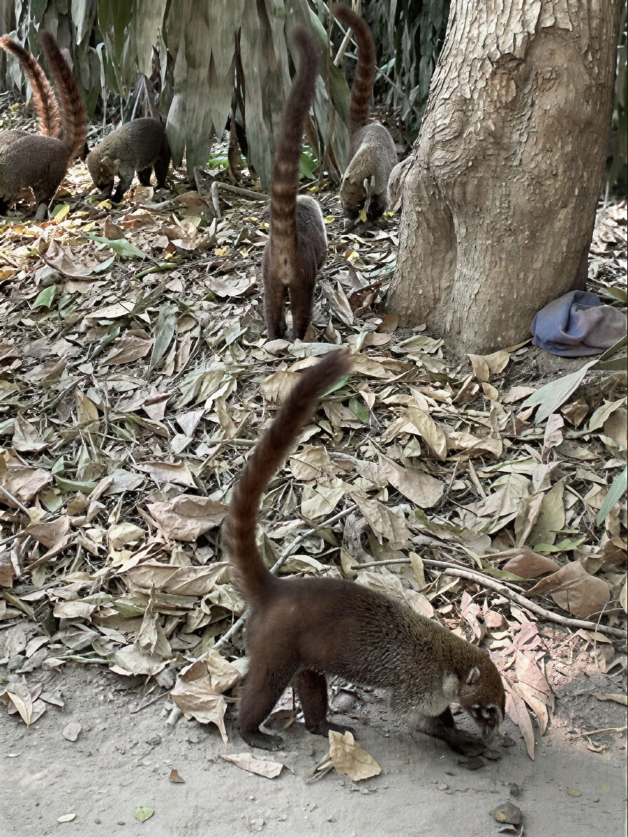 Natur- och rymdäventyrsretreat – Costa Rica