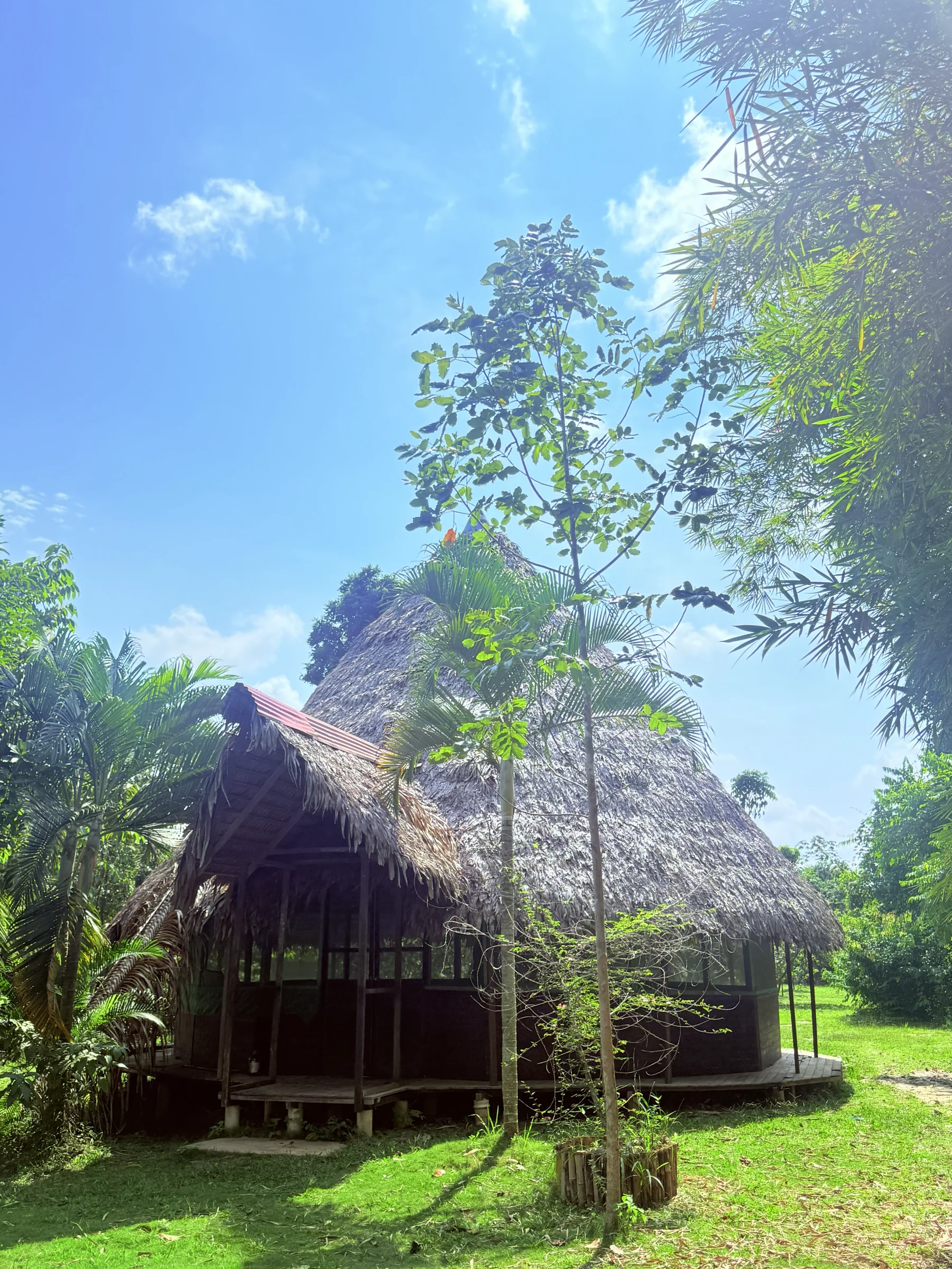 3 veckors ayahuascaförvandling