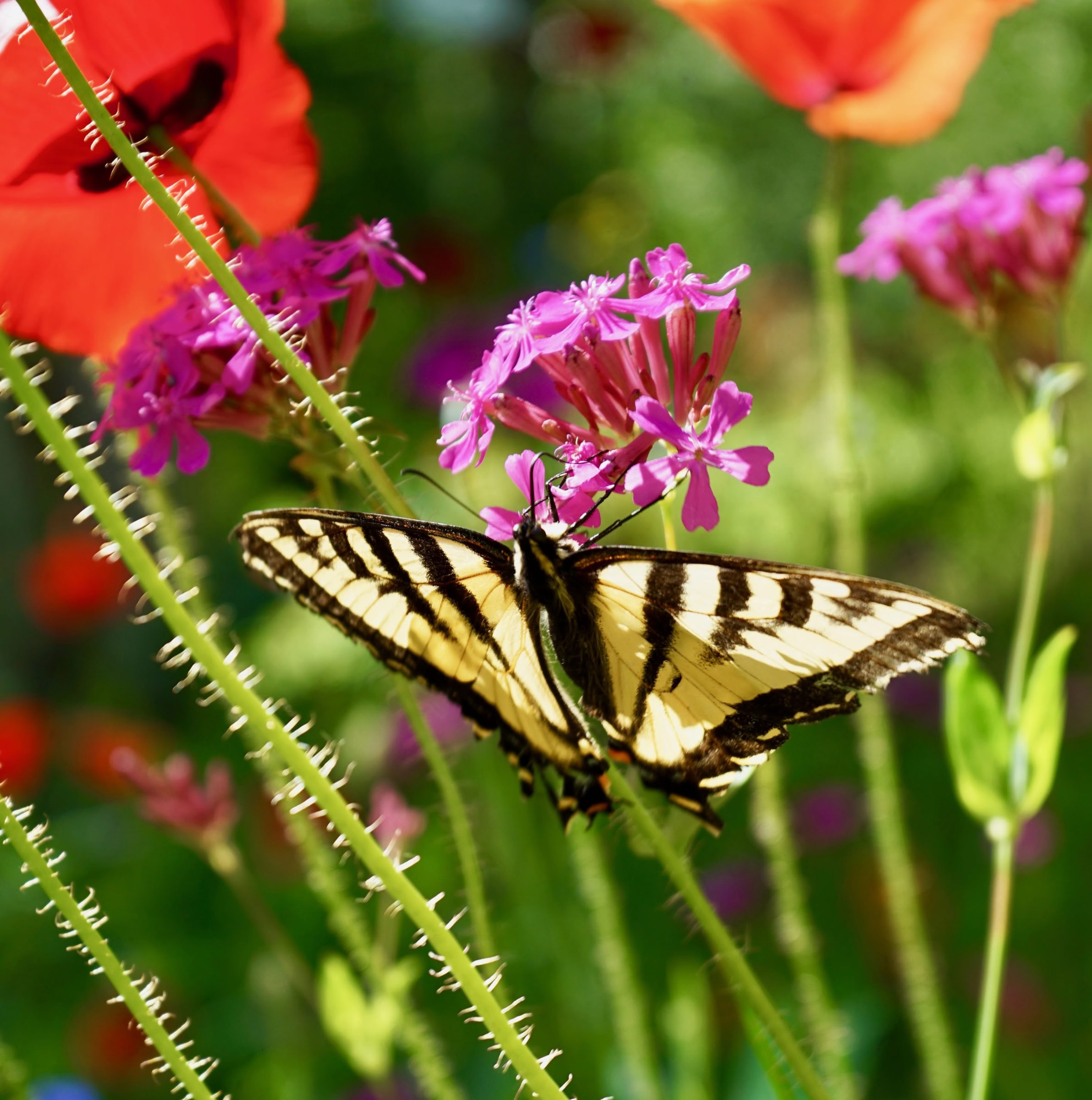 Yoga- och naturretreat med Jacqui Fownes