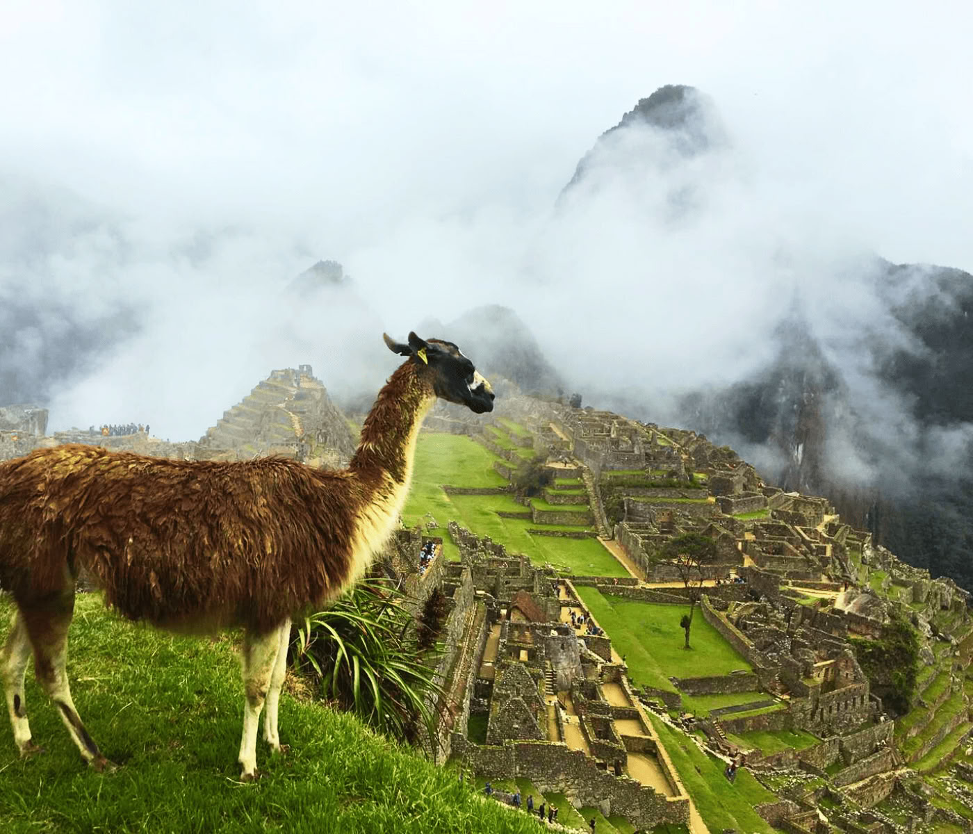 7 dagars ayahuascaretreat + Machu Picchu
