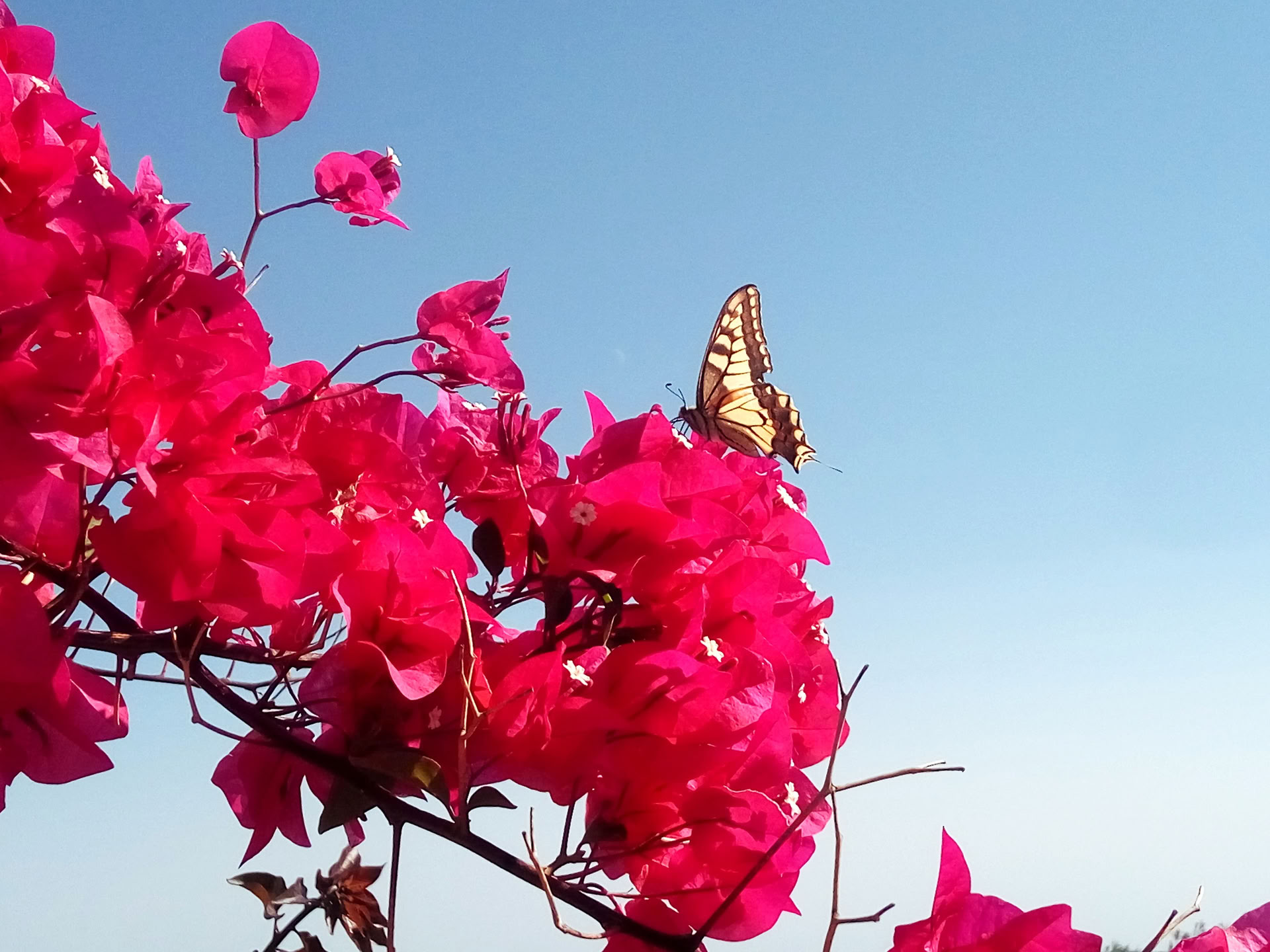 28-dagars intensiv transformativ retreat