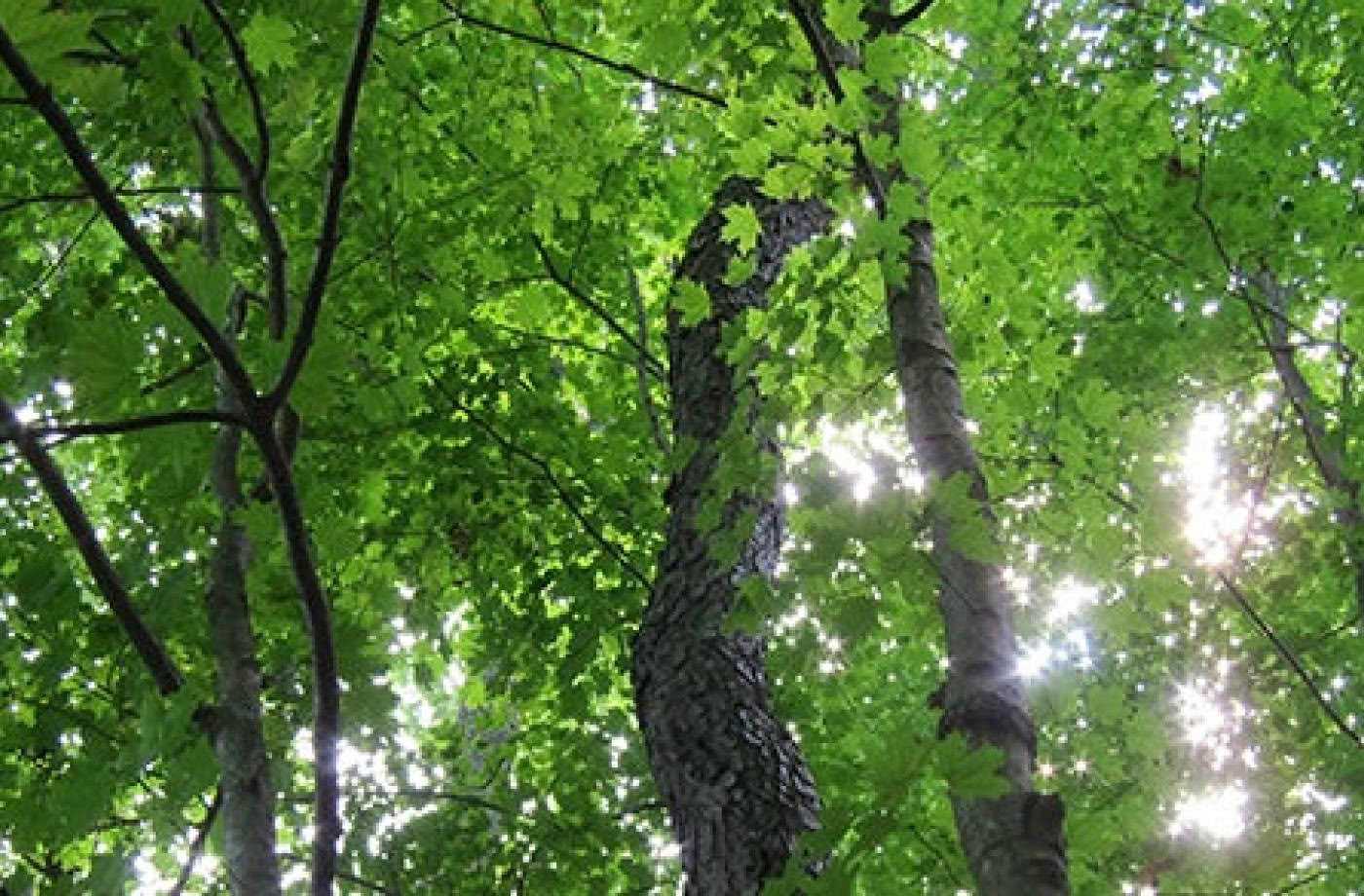 Certifiering i medveten naturvägledning, nivå 2: att samstämma med naturen