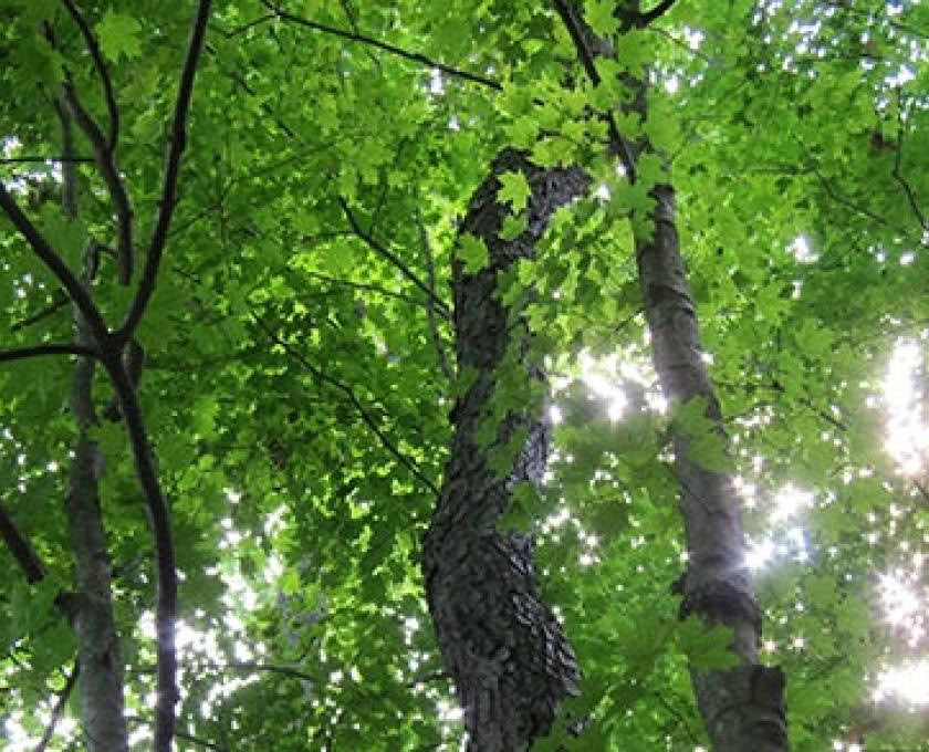 Certifiering i medveten naturvägledning, nivå 2: att samstämma med naturen